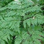 Pteridium aquilinumഇല