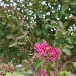 Lagerstroemia speciosaപുഷ്പം