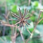 Bidens bipinnata Ffrwyth