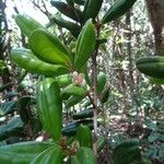 Archirhodomyrtus turbinata Leaf