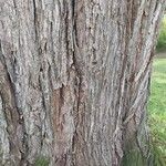 Ulmus laevis Bark