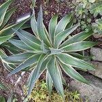 Agave demeesteriana Лист