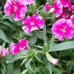 Dianthus chinensis Хабит