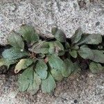 Arabidopsis thaliana Лист