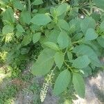 Phytolacca americanaBlüte