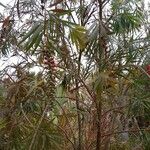 Melaleuca viminalis Habit