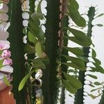 Euphorbia trigona Feuille
