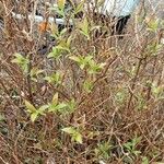 Spiraea cantoniensis Habitus