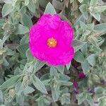 Cistus creticus Flower