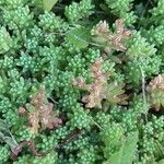 Sedum hispanicum Blatt