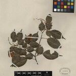 Swartzia longistipitata Otro
