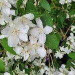 Philadelphus lewisiiFlor