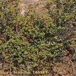 Paronychia suffruticosa Hábito