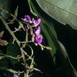 Spirotropis longifolia Flor