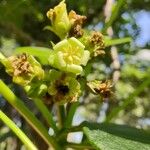 Jatropha curcas Flor