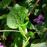 Pericallis aurita Leaf