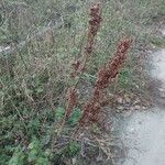 Rumex confertus Φρούτο