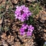 Verbena bipinnatifida Цвят