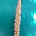 Cenchrus ciliaris Blomst