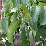 Tetradium daniellii Blatt