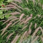 Pennisetum pedicellatum 花