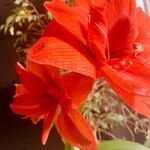 Hippeastrum reginaeFlor