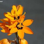 Ixia maculata Blüte