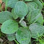 Antennaria plantaginifolia Blatt