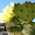 Opuntia ficus-indicaЛист