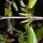 Hypericum frondosum Ŝelo