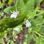 Lobelia inflata Flor