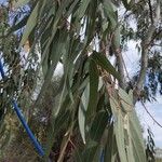 Eucalyptus camaldulensis Blad