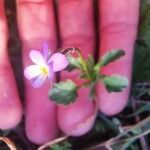 Viola kitaibeliana Květ