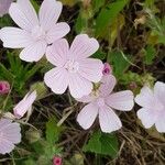 Malva hispanica Flor