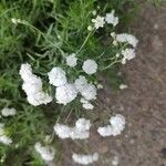 Achillea ptarmicaКвітка