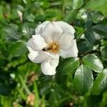 Rosa sempervirens পাতা