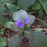 Eranthemum pulchellum Blomst