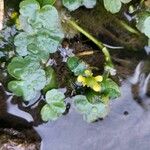 Ranunculus hederaceus 花