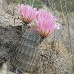 Echinocereus pectinatus Blatt