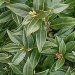 Sarcococca pruniformis Fuelha