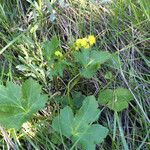 Sanicula crassicaulis Fleur