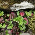 Saxifraga spathularis Blatt