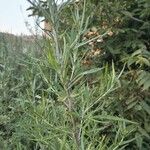 Artemisia verlotiorumЛіст