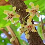 Theobroma cacao Blomst