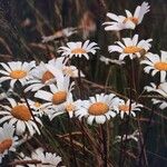 Leucanthemum vulgareFlower