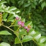 Lonchocarpus parviflorus പുഷ്പം