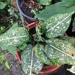 Aglaonema costatum Blatt