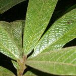 Ocotea helicterifolia Leht