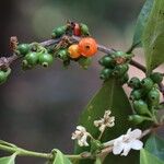 Tricalysia longituba Fruto