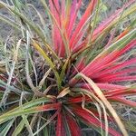 Bromelia balansae Fuelha